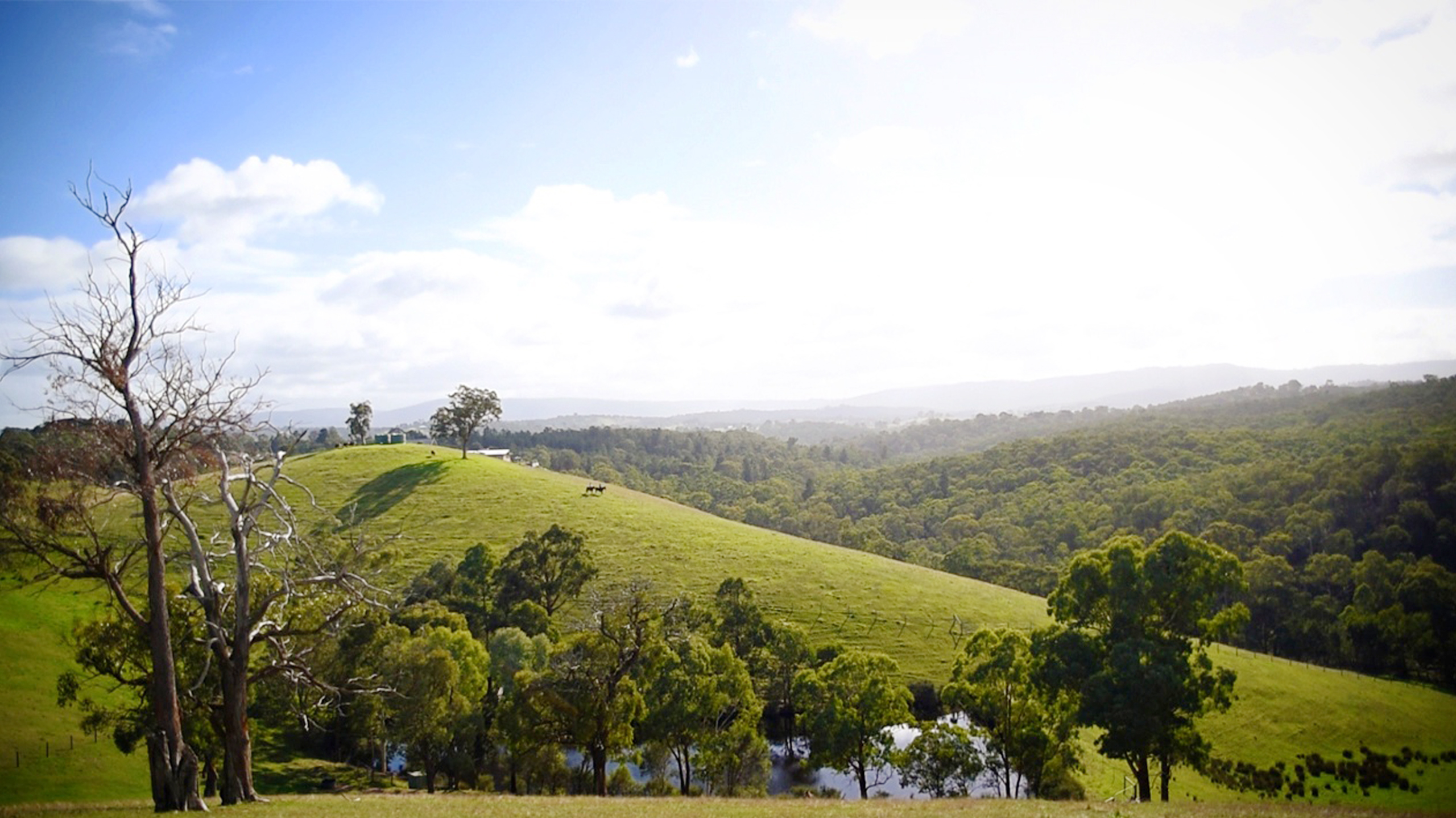 The green hills of Nillumbik